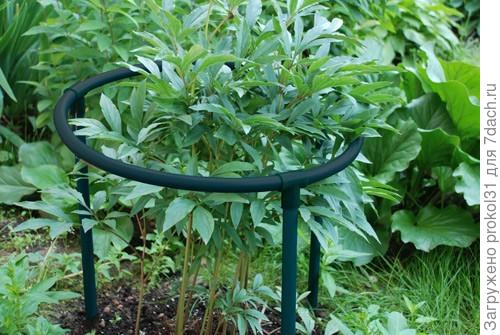 Кустодержатель