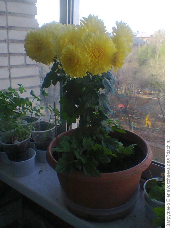 весенние цветение