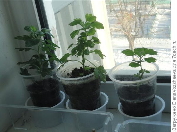 пришлось разделить вытянувшийся стебель на три части