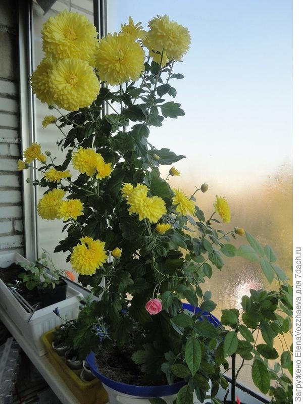 осеннее цветение