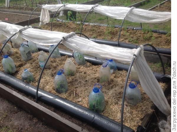 Весна 2017. Измельченная трава-осока в качестве мульчи.