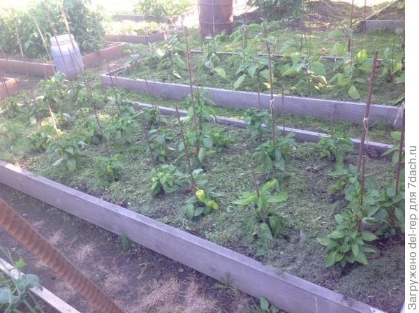 Мульча из свежескошенной травы