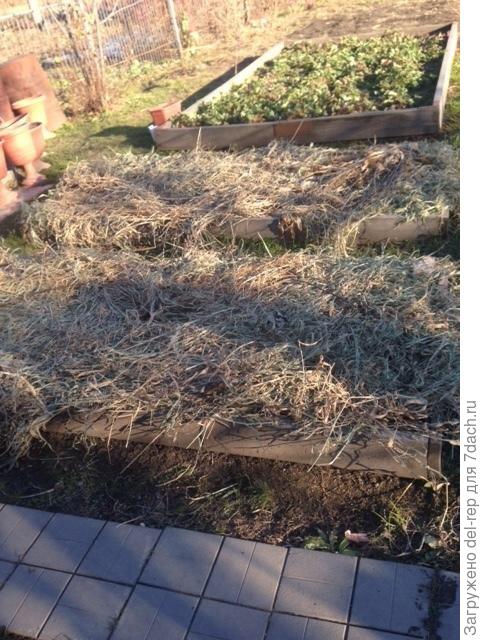 Травой -осокой укрываю подзимние посевы. Весной осока будет измельчена .