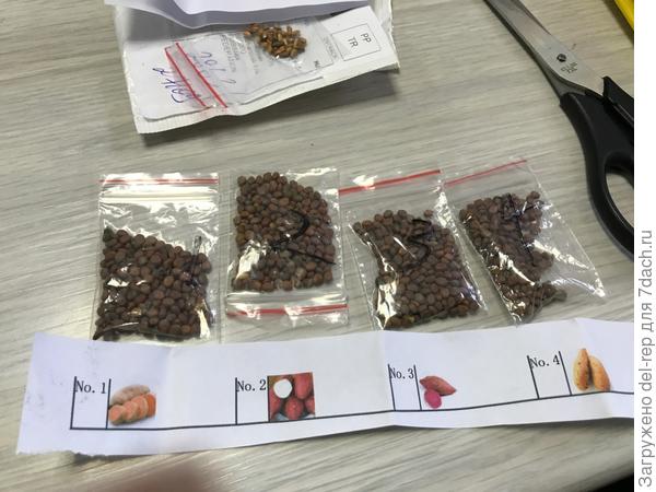 Батат Семена Купить В Интернет