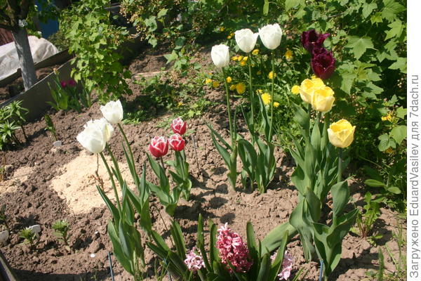 тот, что прямо, и выше и зацвел немного раньше