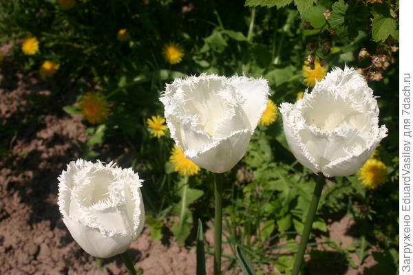 на упаковке были с легка заметной желтизной, поэтому решил, что не перепутаю