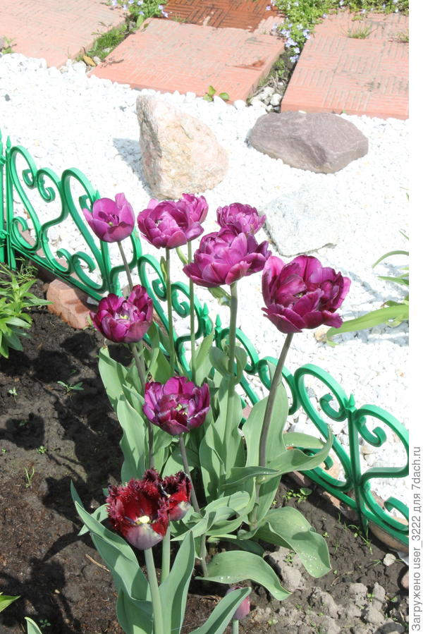 Мои тюльпаны