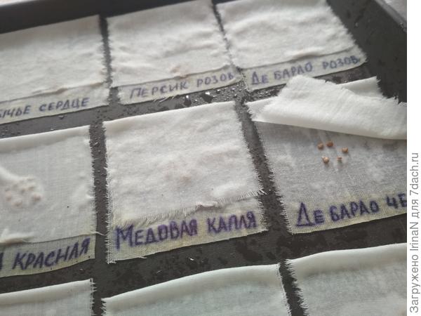 Замочены 20 марта, понемногу высаживаю в стаканчики