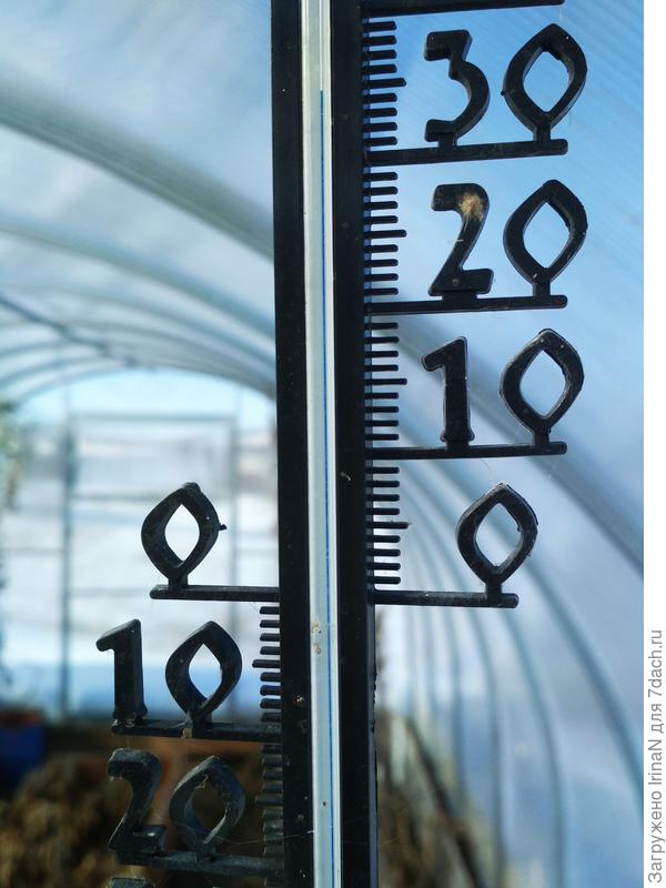 А в теплице достаточно тепло!