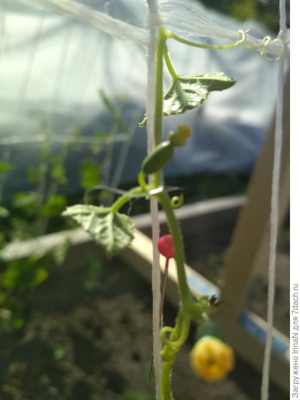 Первые плодики! Ну оооочень маленькие, с булавочную головку!