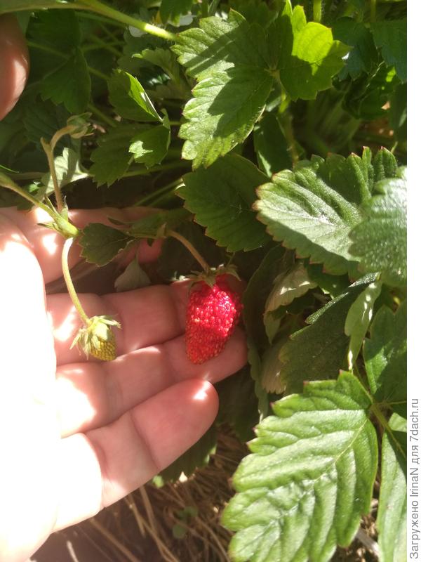 &quot;Душистое лукошко&quot; от Аэлиты. Рекомендую!