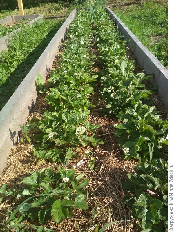 Земляничная плантация!