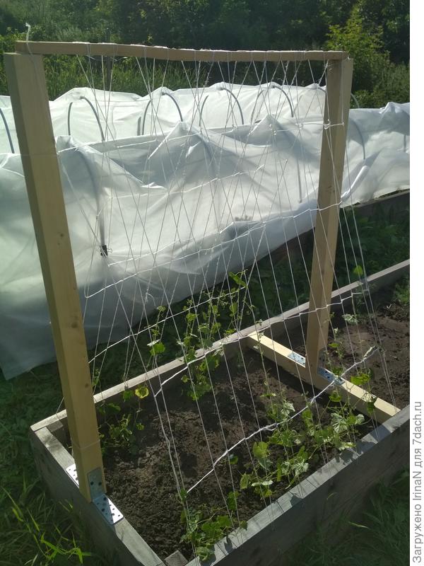 Надеюсь, шпалера выдержит мега-урожай!!!