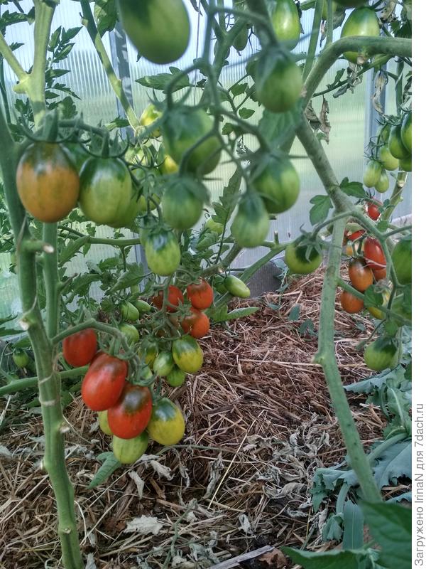 Траву предварительно не сушим, высыхает очень быстро на месте