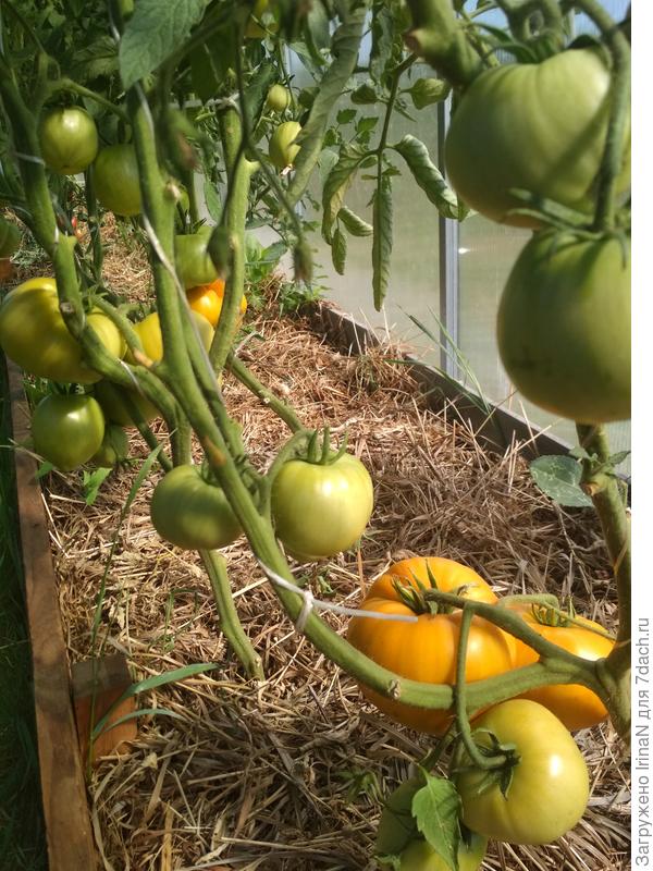 Бычье сердце оранжевое, процесс идет!