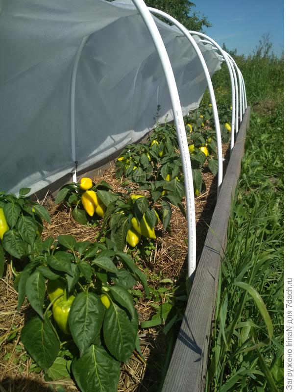 Вот так выглядит перец сегодня