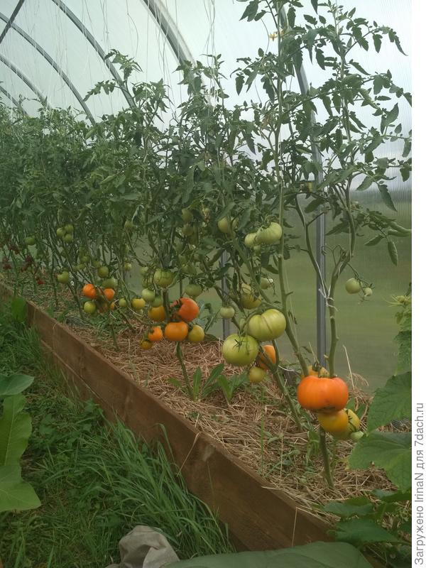 Бычье сердце оранжевое, уже едим