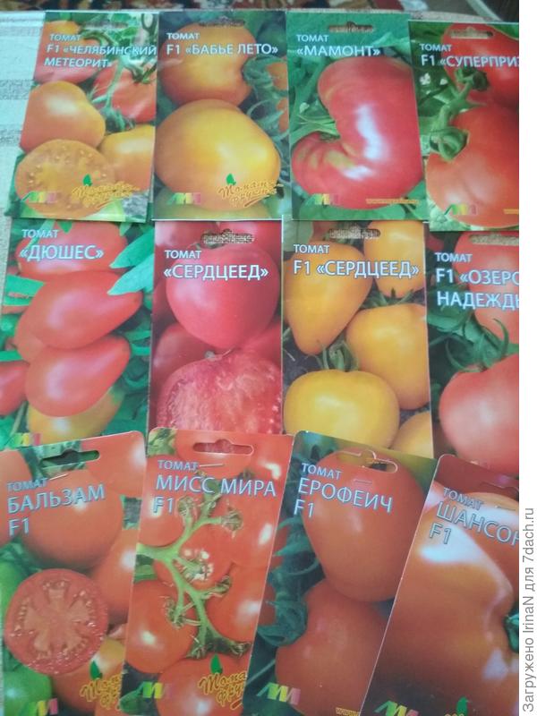 Заразилась Мязинскими помидорами, описания просто волшебные!