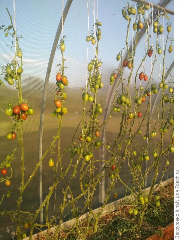 Кардинальная стрижка, была надежда ускорить созревание