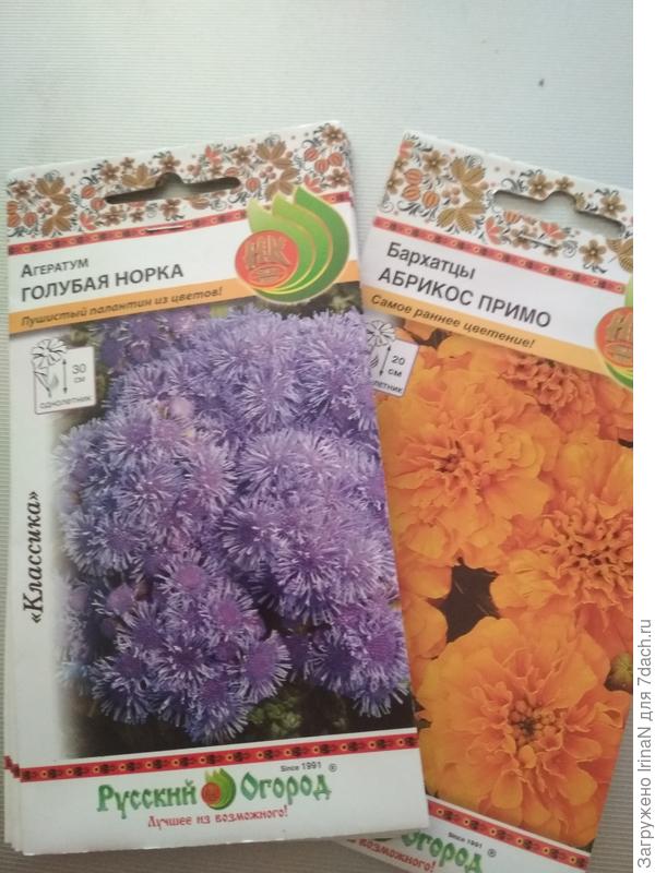 Хочу с бархотками посадить вперемешку