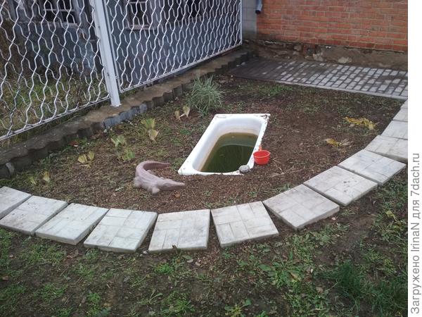 На сегодняшний день видны только пеньки от ирисов и подмороженные хосты