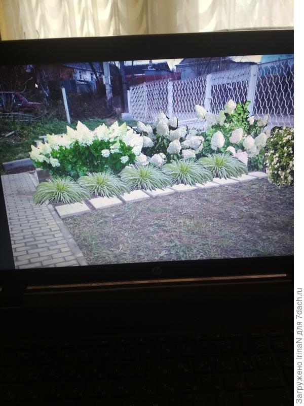 Начала с другого цветника, там гортензия метельчатая