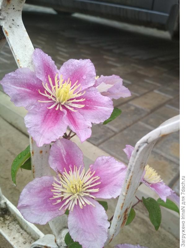 Розовый Комтесс де Бушо