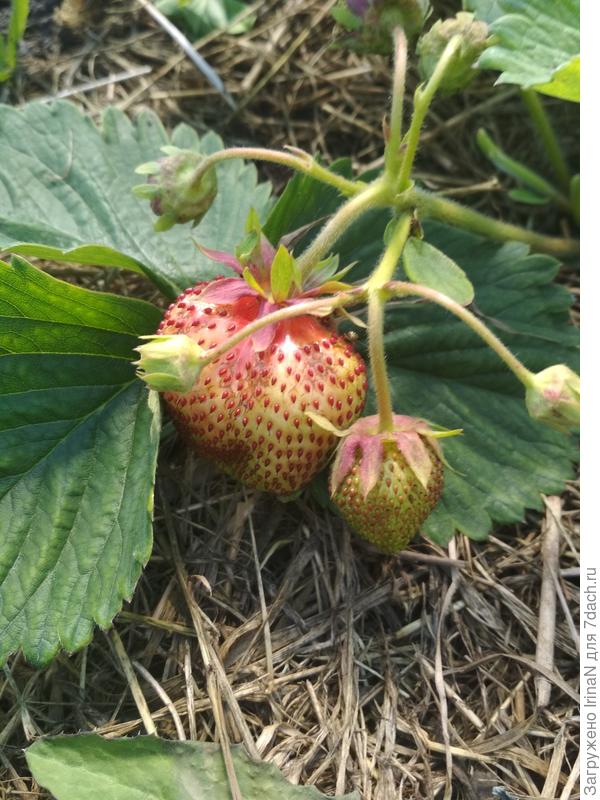 Начинает поспевать. Сорт &amp;quot;брат привёз из Димитровграда&amp;quot;