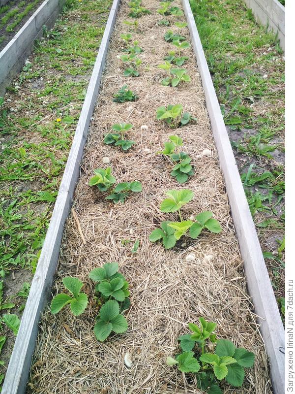 Фото от 1 июня, посажена в этом году