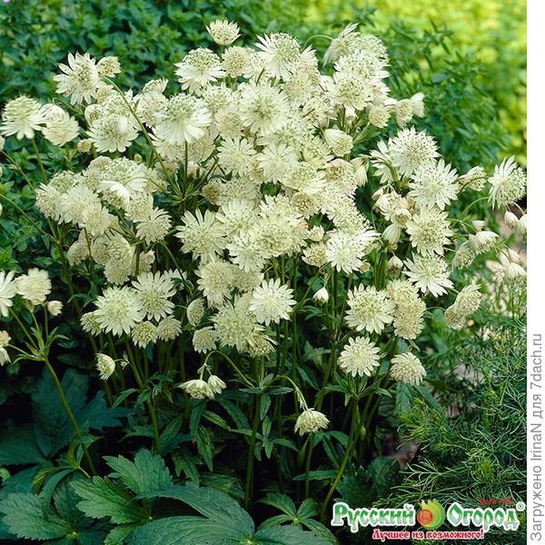 Красотуля какая нежная! И многолетник, и КЗ4, и листва красивая, и цветет долго! Что еще надо?