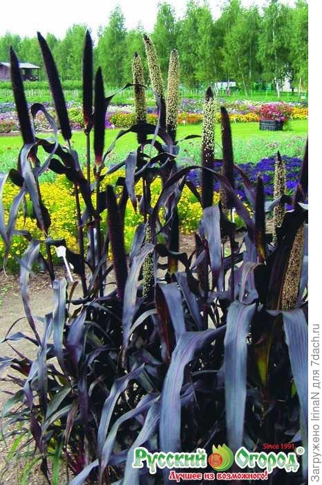 Фото из каталога