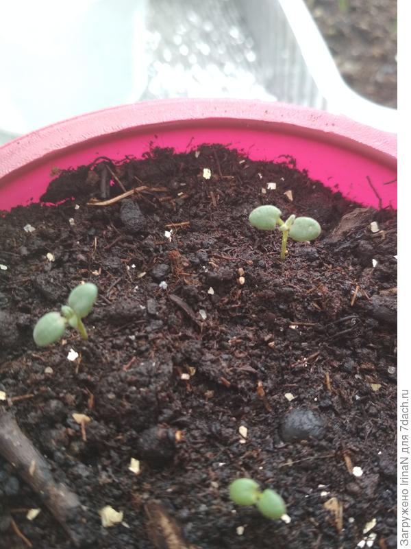 Мой Вешняковский Семко в марте прошлого года