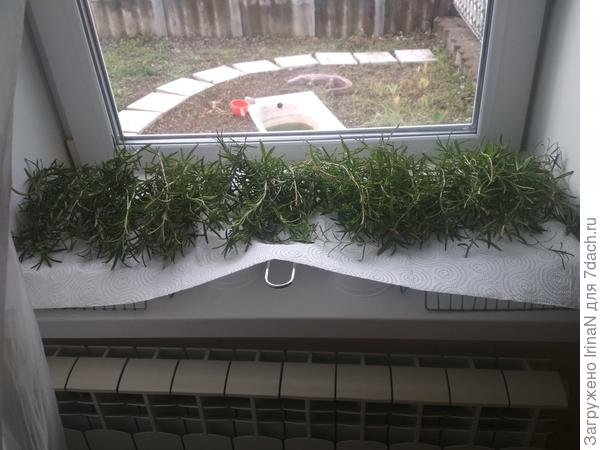 Вот я дурында, ни разу кустики не сфотографировала! Только вот отчет дочке отправляла, что розмарин срезан и сушится.
