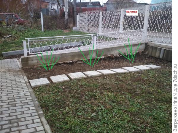 Схематично показала место посадки гортензий.