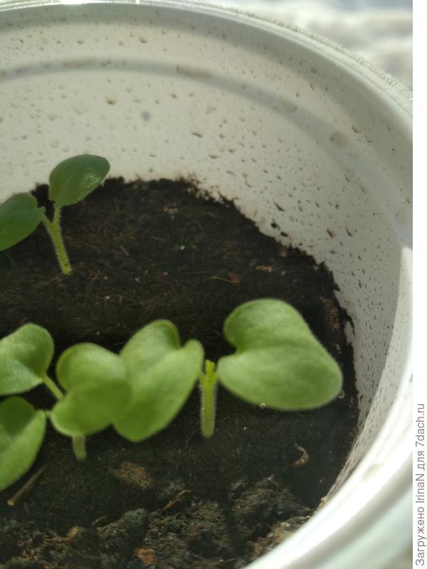 Мои крошки уже носики показывают!