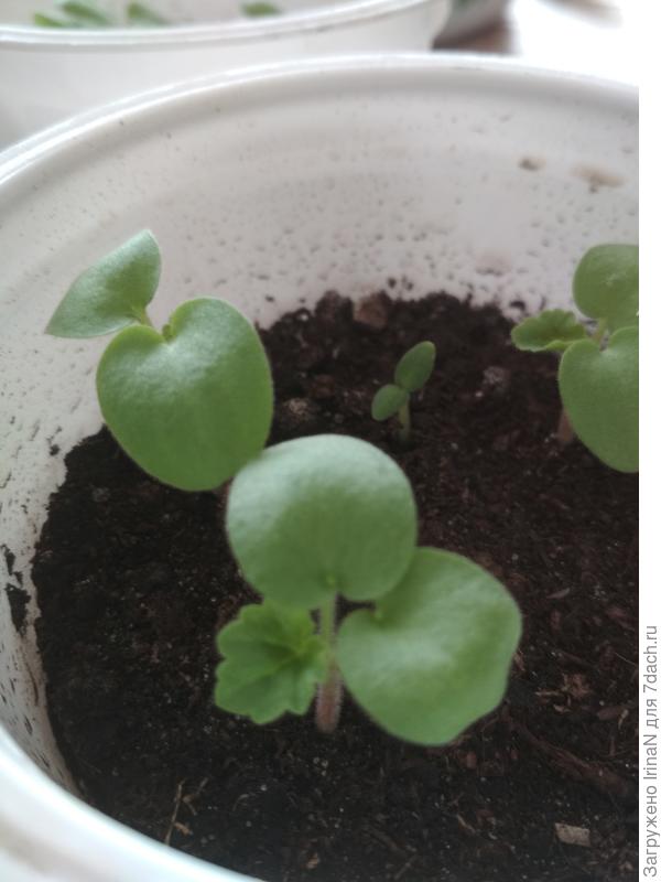 Любуюсь пока только на гераньки!