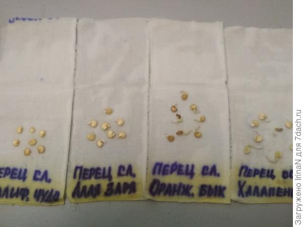 17 февраля замочила, первые клювики показались через три дня, Халапеньо даже перерос, Алую зарю вчера утром заметила, а Калифорнийское чудо не дал ни одного клювика.