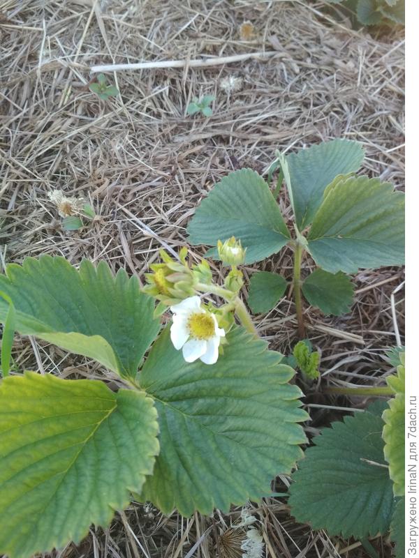 В прошлом году посадила новую грядку. Сорт "Брат привез из Димитровграда".