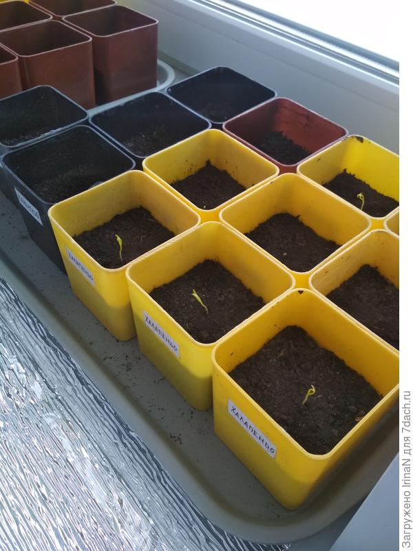 Бедолажки, без света бледные. Срочно на окно!