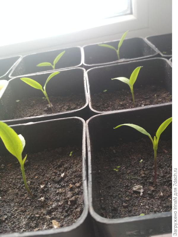 Все примерно в таком состоянии. Что мне сделать, чтобы росли?