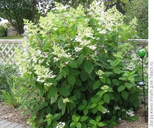 Вот такая Киушу, а вырасти может до 3-х метров. Фото из интернета.