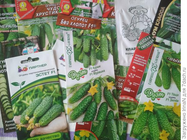 Да здравствует огурец Кураж!