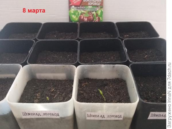 Первые всходы 08.03.2019