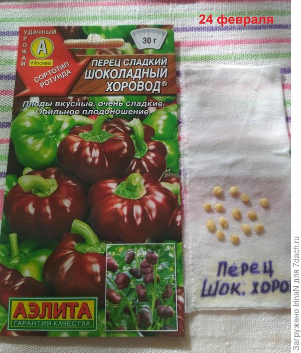 Замочены для проращивания 14 семян.