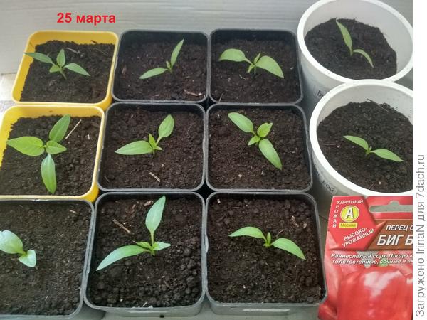Перец сладкий Биг бой с настоящими листочками.