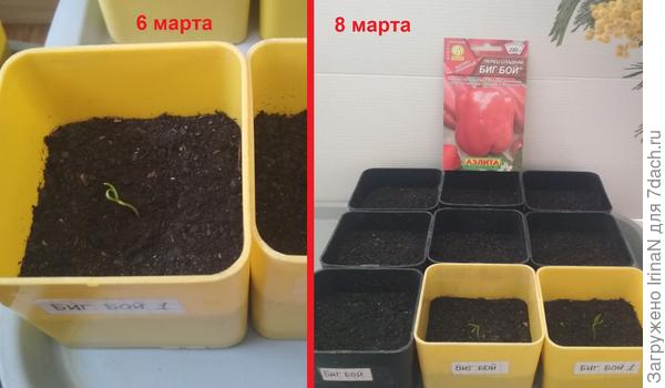 Первые всходы, по одному 06.03.2019 и 08.03.2019