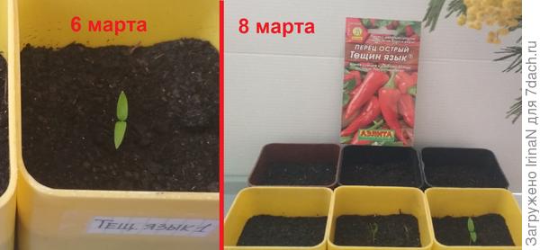 Первые всходы