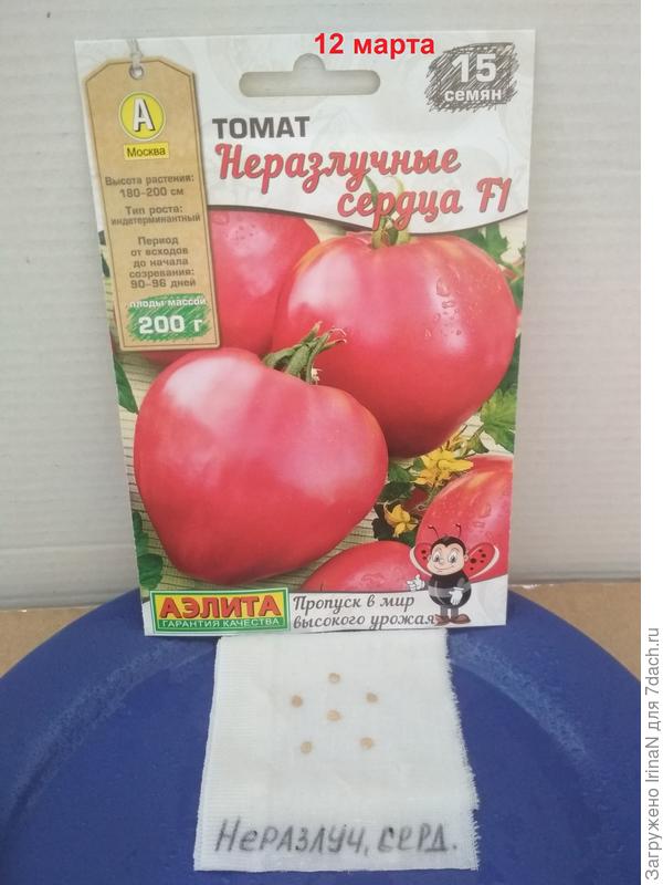 Семена 6 штук замочены для проращивания.
