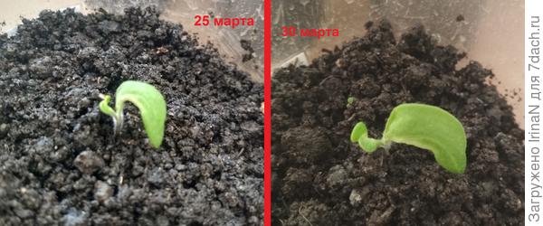 Найдите хоть одно отличие.