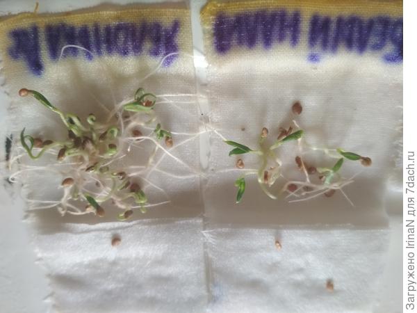 Наверное, скоро настоящие листочки вырастут! Вот она, жажда жизни!